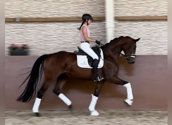 Oostenrijks warmbloed, Merrie, 4 Jaar, 170 cm, Donkerbruin