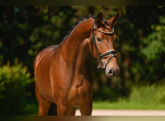 Oostenrijks warmbloed, Merrie, 4 Jaar, 170 cm, Donkerbruin