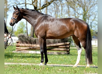 Oostenrijks warmbloed, Merrie, 4 Jaar, 172 cm, Donkerbruin