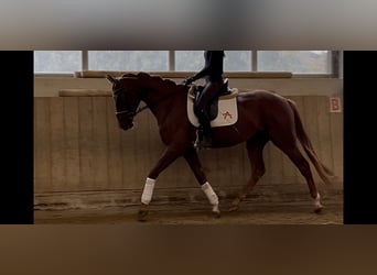 Oostenrijks warmbloed, Merrie, 4 Jaar, 172 cm, Donkere-vos