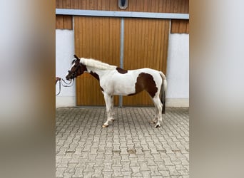 Oostenrijks warmbloed, Merrie, 5 Jaar, 155 cm, Gevlekt-paard