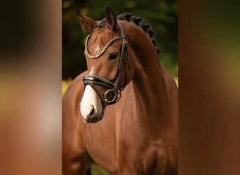 Oostenrijks warmbloed, Merrie, 5 Jaar, 165 cm, Bruin