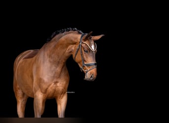 Oostenrijks warmbloed, Merrie, 5 Jaar, 167 cm, Bruin