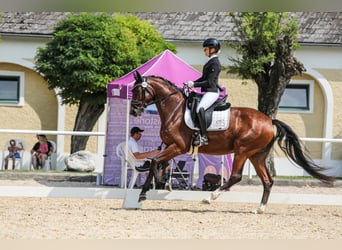 Oostenrijks warmbloed, Merrie, 5 Jaar, 167 cm, Bruin