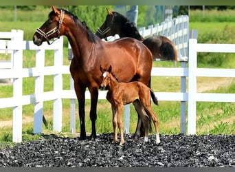 Oostenrijks warmbloed, Merrie, 5 Jaar, 167 cm, Bruin