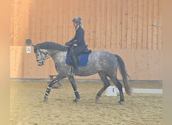 Oostenrijks warmbloed, Merrie, 5 Jaar, 167 cm, Schimmel