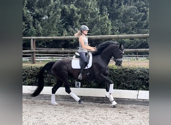 Oostenrijks warmbloed, Merrie, 5 Jaar, 167 cm, Zwart