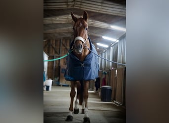Oostenrijks warmbloed, Merrie, 5 Jaar, 170 cm, Vos