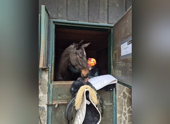 Oostenrijks warmbloed, Merrie, 5 Jaar, 170 cm, Zwartbruin