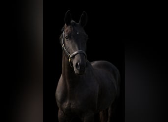 Oostenrijks warmbloed, Merrie, 6 Jaar, 163 cm, Zwart