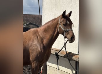 Oostenrijks warmbloed, Merrie, 6 Jaar, 166 cm, Vos