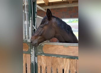 Oostenrijks warmbloed, Merrie, 6 Jaar, 167 cm, Donkerbruin