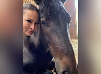 Oostenrijks warmbloed, Merrie, 6 Jaar, 167 cm, Donkerbruin