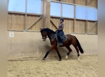 Oostenrijks warmbloed, Merrie, 6 Jaar, 168 cm, Bruin