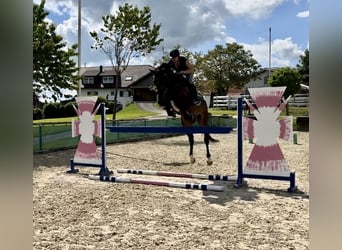 Oostenrijks warmbloed, Merrie, 6 Jaar, 170 cm, Donkerbruin