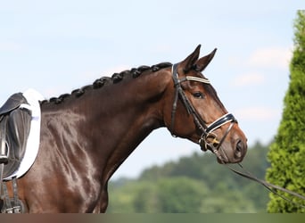 Oostenrijks warmbloed, Merrie, 6 Jaar, 172 cm, Donkerbruin