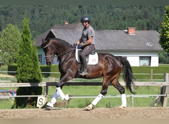 Oostenrijks warmbloed, Merrie, 6 Jaar, 172 cm, Donkerbruin