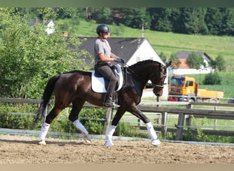 Oostenrijks warmbloed, Merrie, 6 Jaar, 172 cm, Donkerbruin