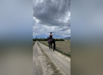 Oostenrijks warmbloed, Merrie, 6 Jaar, 176 cm, Donkerbruin
