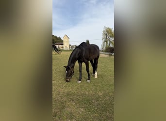 Oostenrijks warmbloed, Merrie, 6 Jaar, 176 cm, Donkerbruin