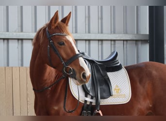 Oostenrijks warmbloed, Merrie, 7 Jaar, 162 cm, Vos