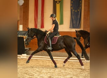 Oostenrijks warmbloed, Merrie, 7 Jaar, 163 cm, Bruin