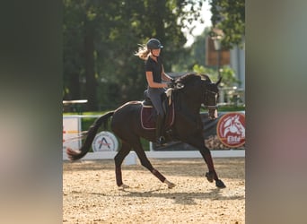 Oostenrijks warmbloed, Merrie, 7 Jaar, 163 cm, Bruin