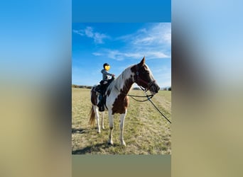 Oostenrijks warmbloed Mix, Merrie, 7 Jaar, 163 cm, Gevlekt-paard