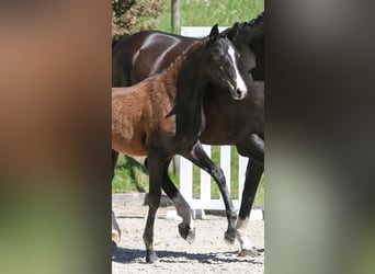 Oostenrijks warmbloed, Merrie, 7 Jaar, 165 cm, Bruin