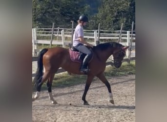 Oostenrijks warmbloed, Merrie, 7 Jaar, 168 cm, Bruin