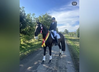 Oostenrijks warmbloed, Merrie, 7 Jaar, 170 cm, Zwartbruin