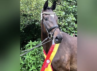 Oostenrijks warmbloed, Merrie, 7 Jaar, 170 cm, Zwartbruin