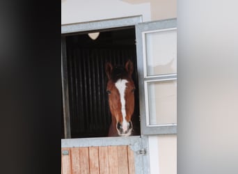 Oostenrijks warmbloed, Merrie, 7 Jaar, 172 cm, Bruin