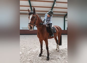 Oostenrijks warmbloed, Merrie, 7 Jaar, 172 cm, Bruin