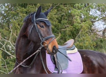 Oostenrijks warmbloed, Merrie, 7 Jaar, 172 cm, Donkerbruin