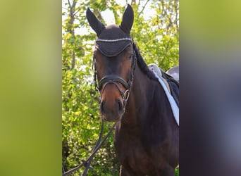 Oostenrijks warmbloed, Merrie, 7 Jaar, 172 cm, Donkerbruin