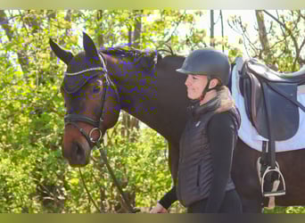 Oostenrijks warmbloed, Merrie, 7 Jaar, 172 cm, Donkerbruin