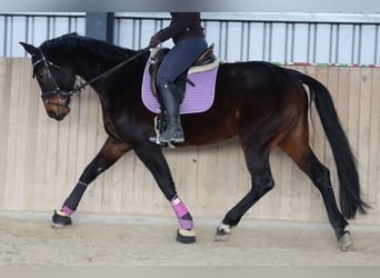 Oostenrijks warmbloed, Merrie, 7 Jaar, 172 cm, Donkerbruin