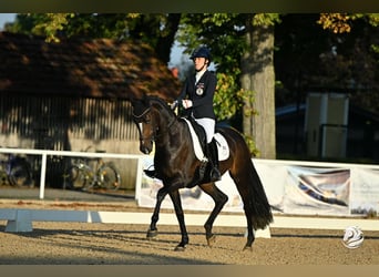 Oostenrijks warmbloed, Merrie, 7 Jaar, Donkerbruin