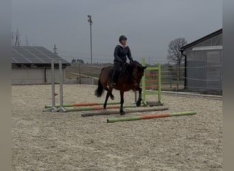 Oostenrijks warmbloed, Merrie, 8 Jaar, 162 cm, Bruin