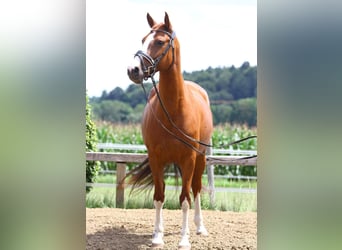 Oostenrijks warmbloed, Merrie, 8 Jaar, 162 cm, Vos