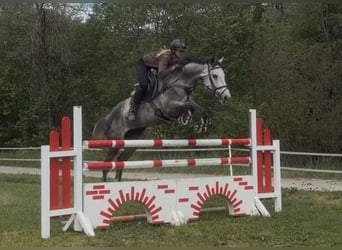 Oostenrijks warmbloed, Merrie, 8 Jaar, 167 cm, Schimmel