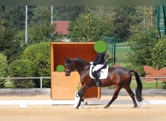 Oostenrijks warmbloed, Merrie, 8 Jaar, 167 cm, Zwartbruin