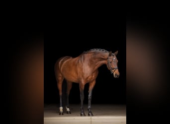 Oostenrijks warmbloed, Merrie, 8 Jaar, 170 cm, Donkerbruin