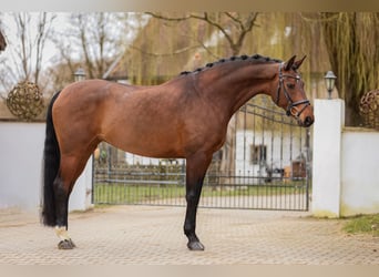 Oostenrijks warmbloed, Merrie, 8 Jaar, 170 cm, Donkerbruin