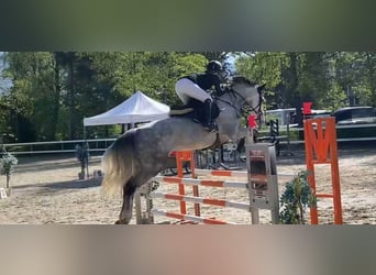 Oostenrijks warmbloed, Merrie, 8 Jaar, 171 cm, Schimmel