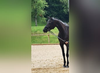 Oostenrijks warmbloed, Merrie, 8 Jaar, 172 cm, Zwartbruin