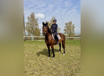 Oostenrijks warmbloed, Merrie, 9 Jaar, 163 cm, Bruin