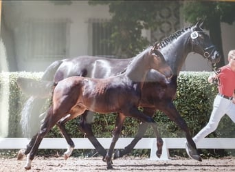 Oostenrijks warmbloed, Merrie, 9 Jaar, 166 cm, Zwart