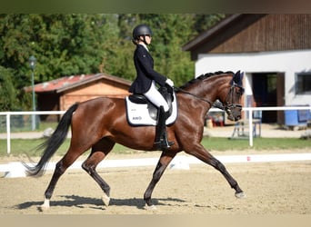 Oostenrijks warmbloed, Merrie, 9 Jaar, 168 cm, Bruin
